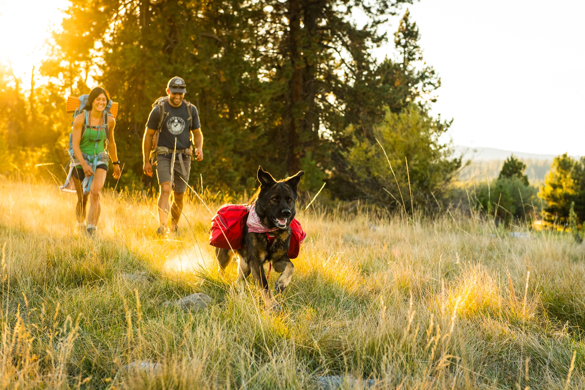 Tips & Advice for Camping with Dogs REI Coop Journal