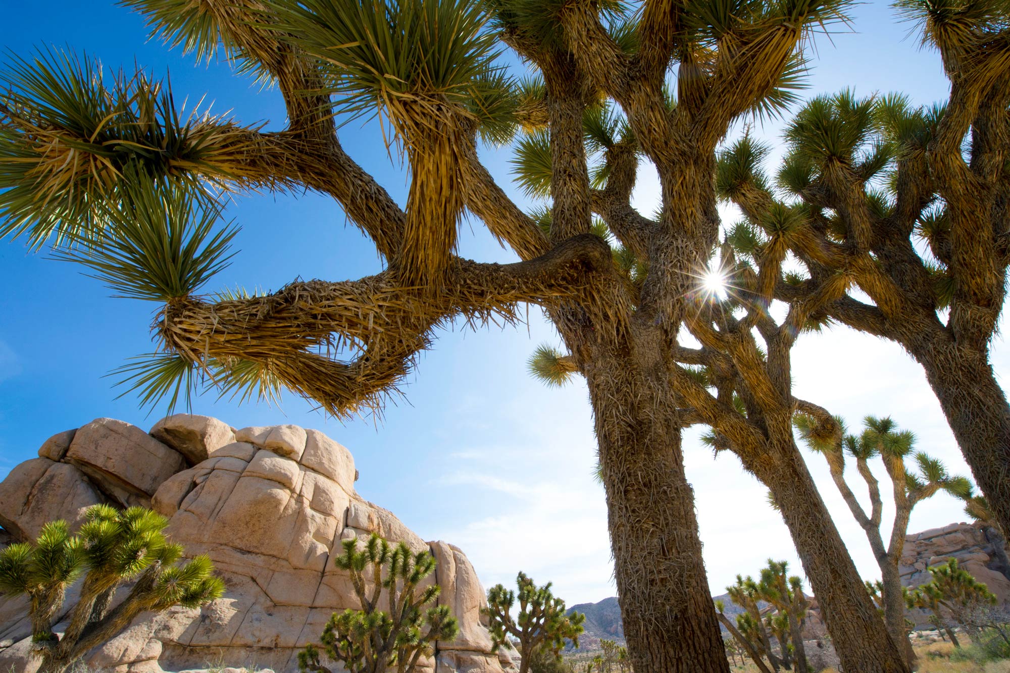 Best Things To Do In Joshua Tree National Park Rei Co Op Journal