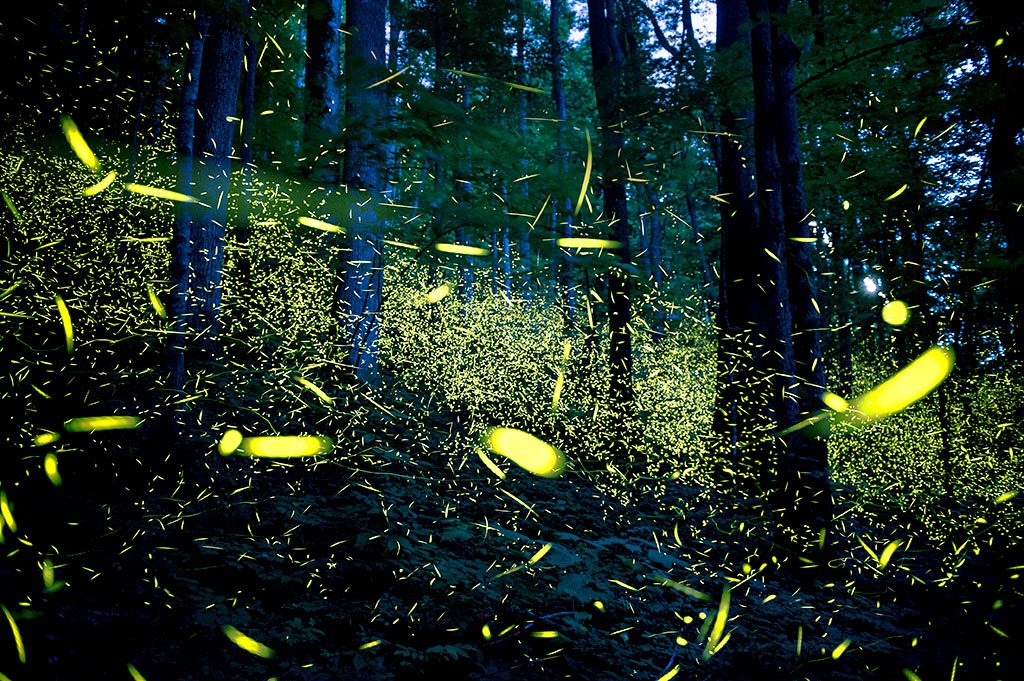Rare Fireflies Mesmerize Thousands in North Carolina and Tennessee REI Coop Journal