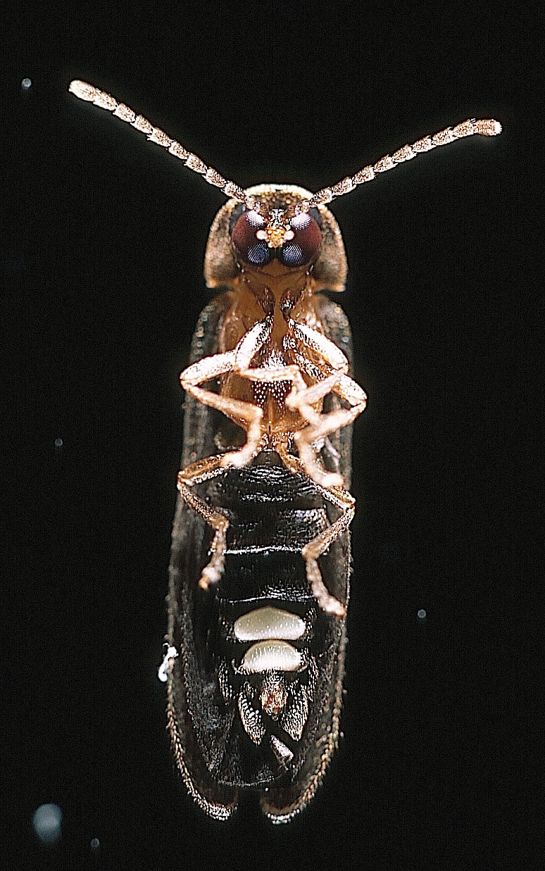 Rare Fireflies Mesmerize Thousands in North Carolina and Tennessee