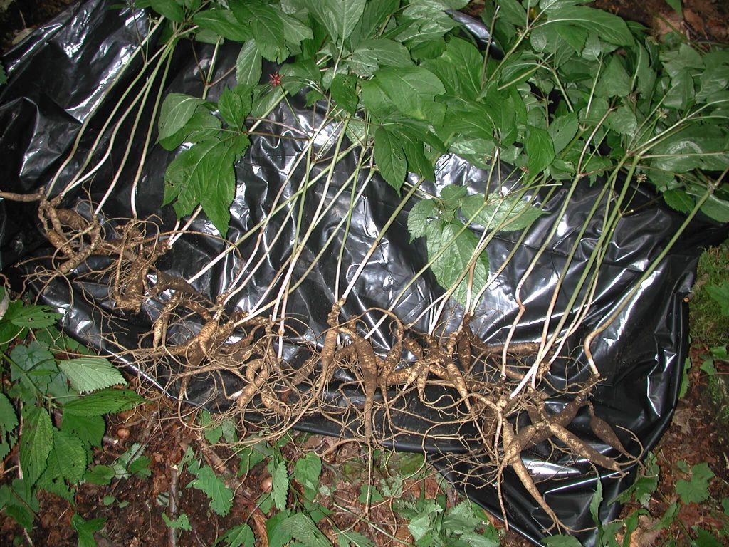 North Carolina’s Ginseng Lottery Has Begun REI Coop Journal