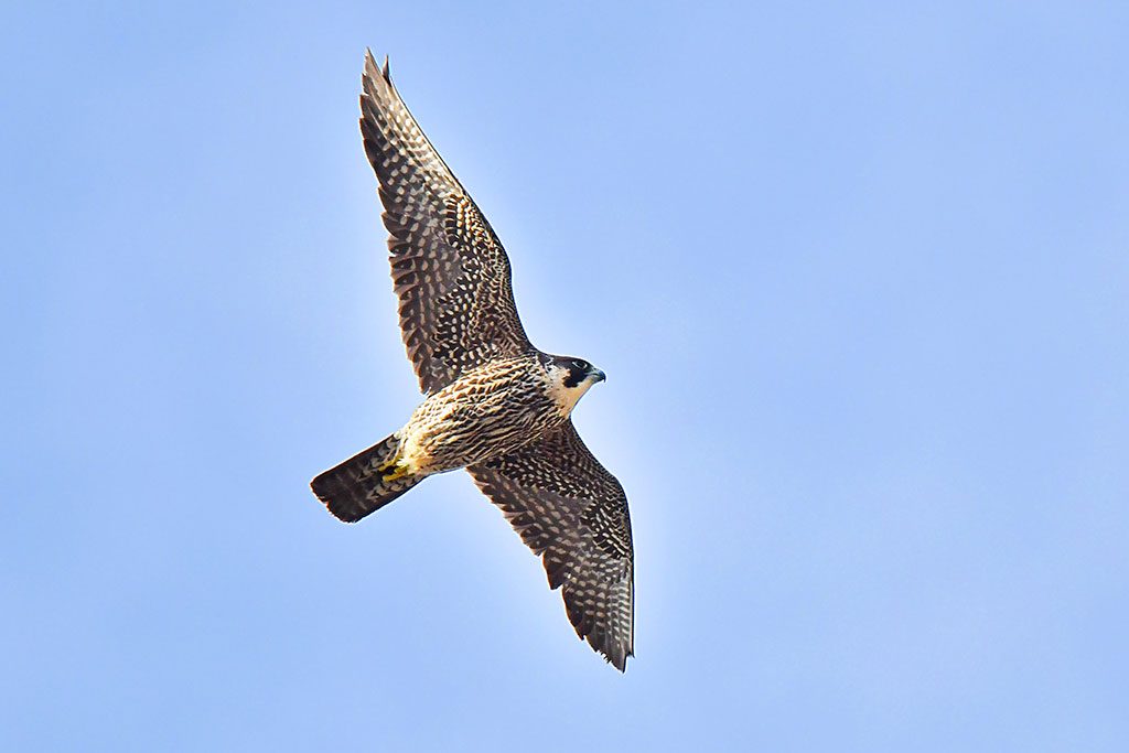 North Carolina Climbing Closure to Protect Rare Falcons Lifted Early