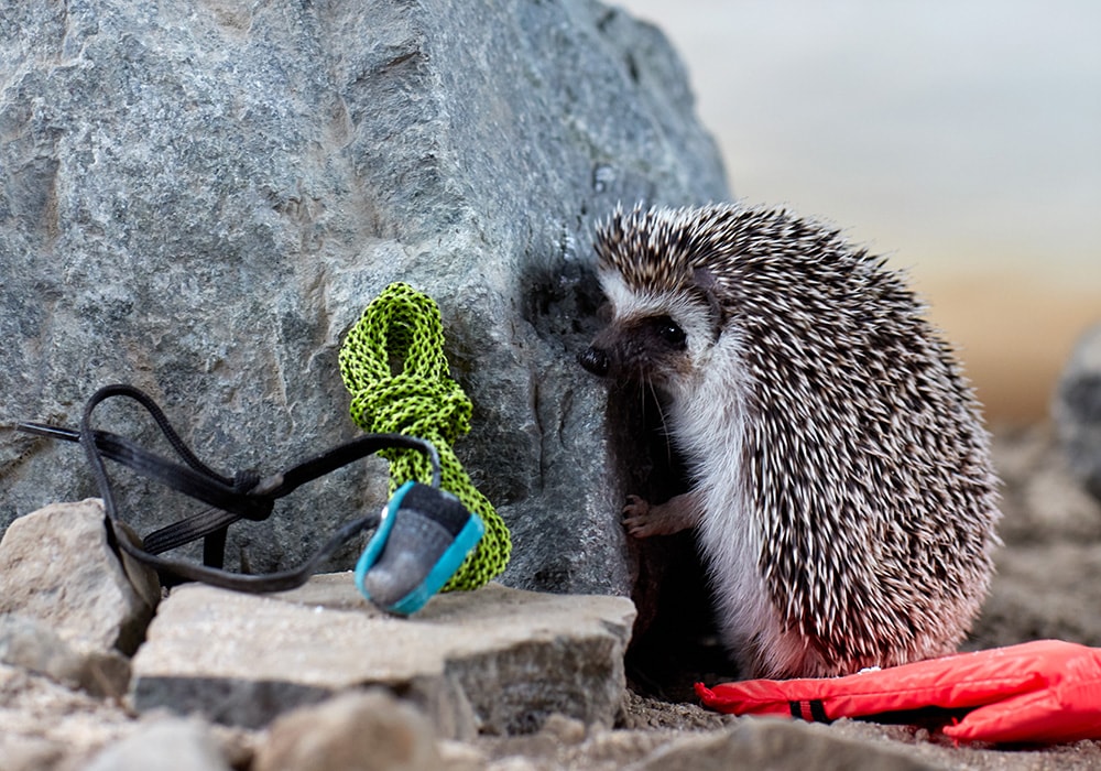 Hedgehog climbing a rock with crashpad and rope nearby.