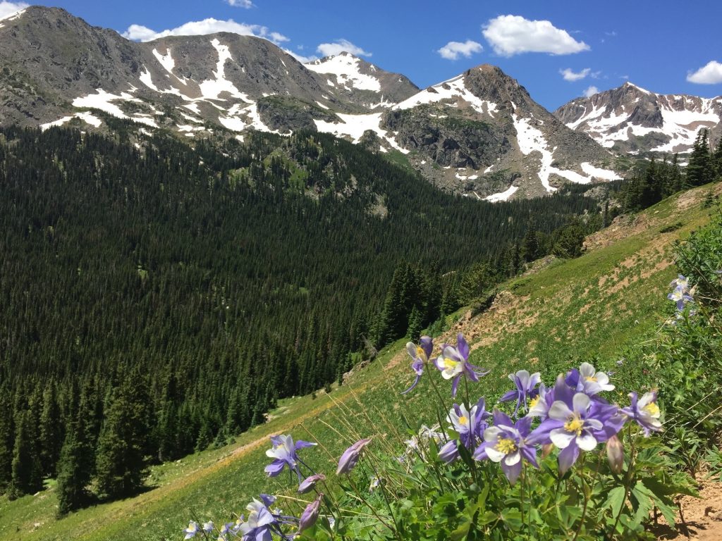 Purple Columbine flowers in the foreground of a mountain landscape.