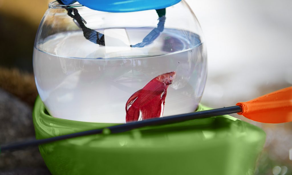 Betta fish swims in bowl in a kayak with a helmet resting on the top of the fish bowl.