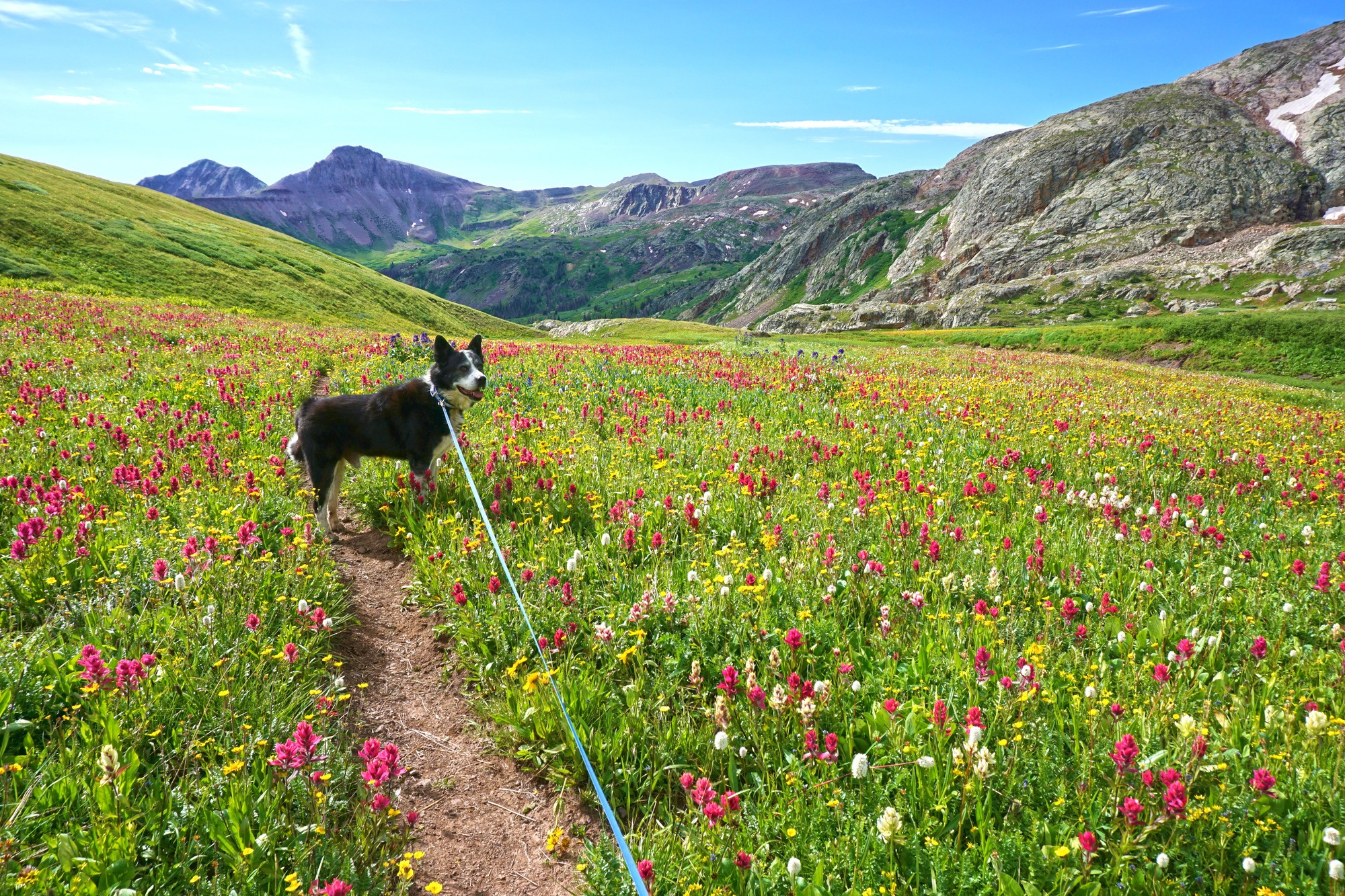 Dog Friendly Things To Do In Colorado Springs Kids Matttroy