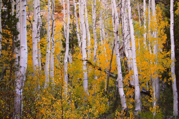 California Fall Foliage