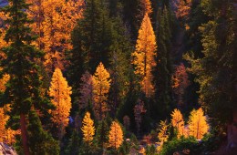 Why Leaves Change Color