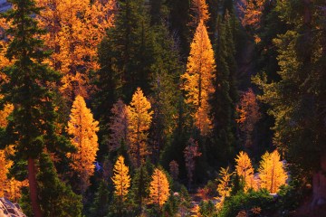Why Leaves Change Color