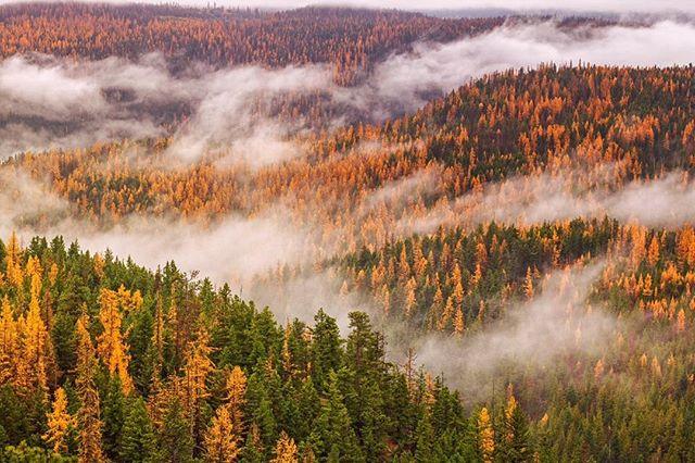 fog and evergreens in a valley
