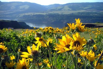 The Best Trail to See Oregon’s High Desert Wildflowers
