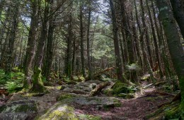 Trails and Ales Near Asheville, NC