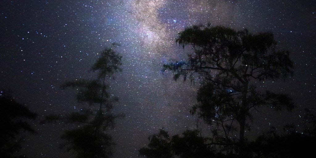 Trees in silhouette in from of the Milky Way at Big Cypress National Preserve. 