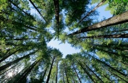 Gifford Pinchot National Forest