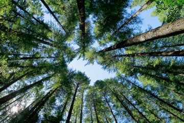 Gifford Pinchot National Forest