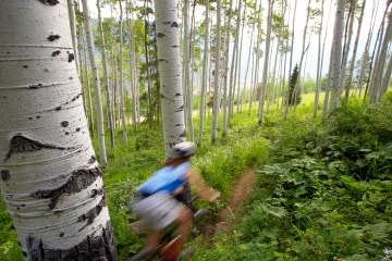 Mountain biker in forest