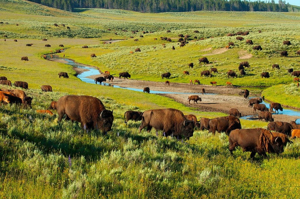 A herd of bison roam in Yellowstone's Hayden Valley,