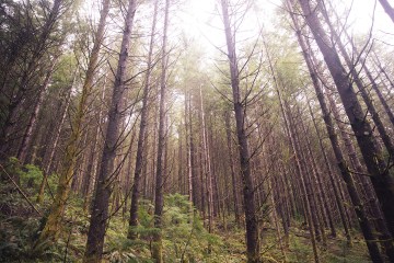 Trees in a forest