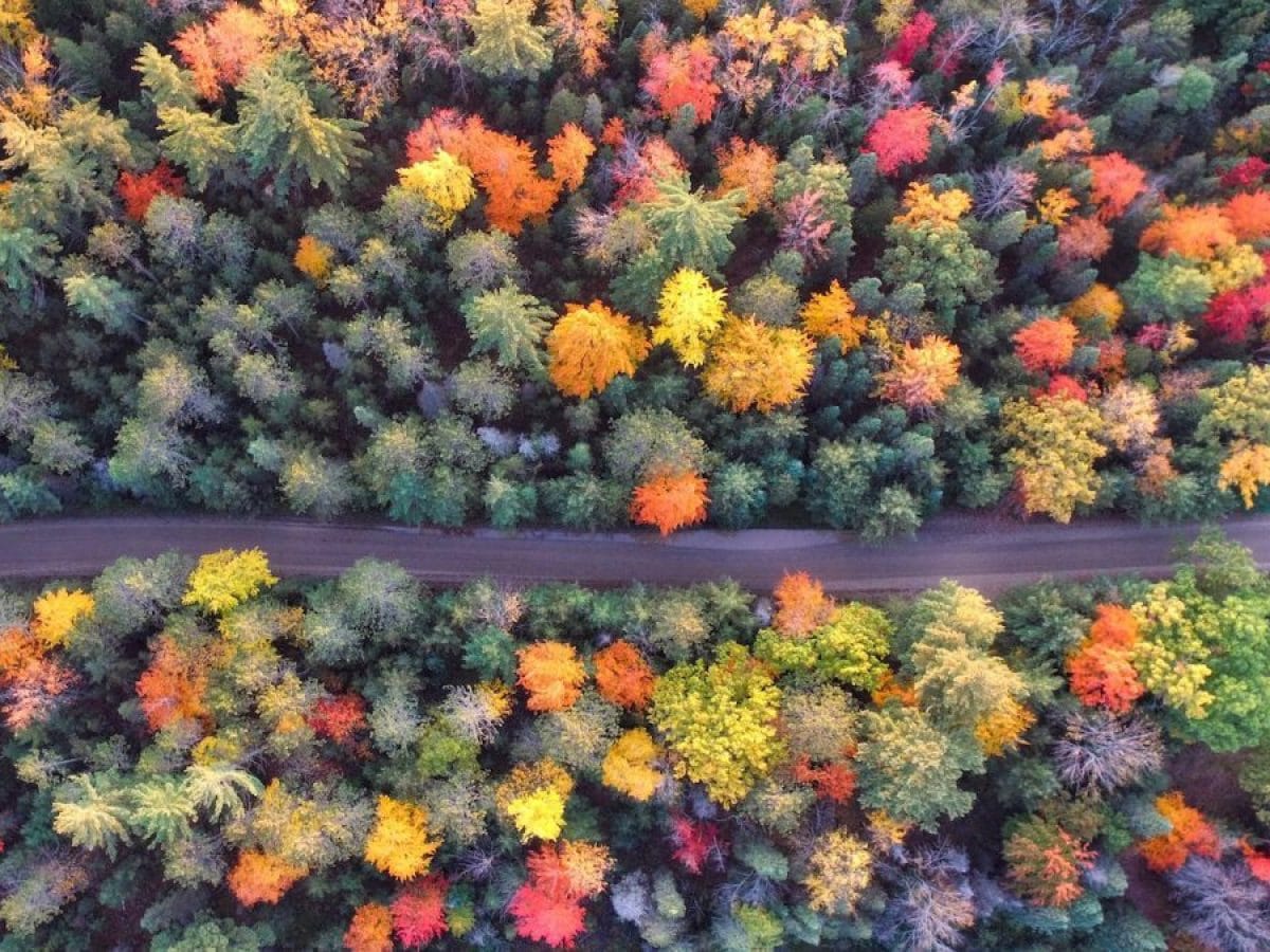 Where to See the Best Fall Foliage in the Pacific Northwest ...