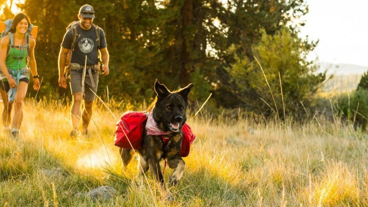 how to keep dogs safe while camping