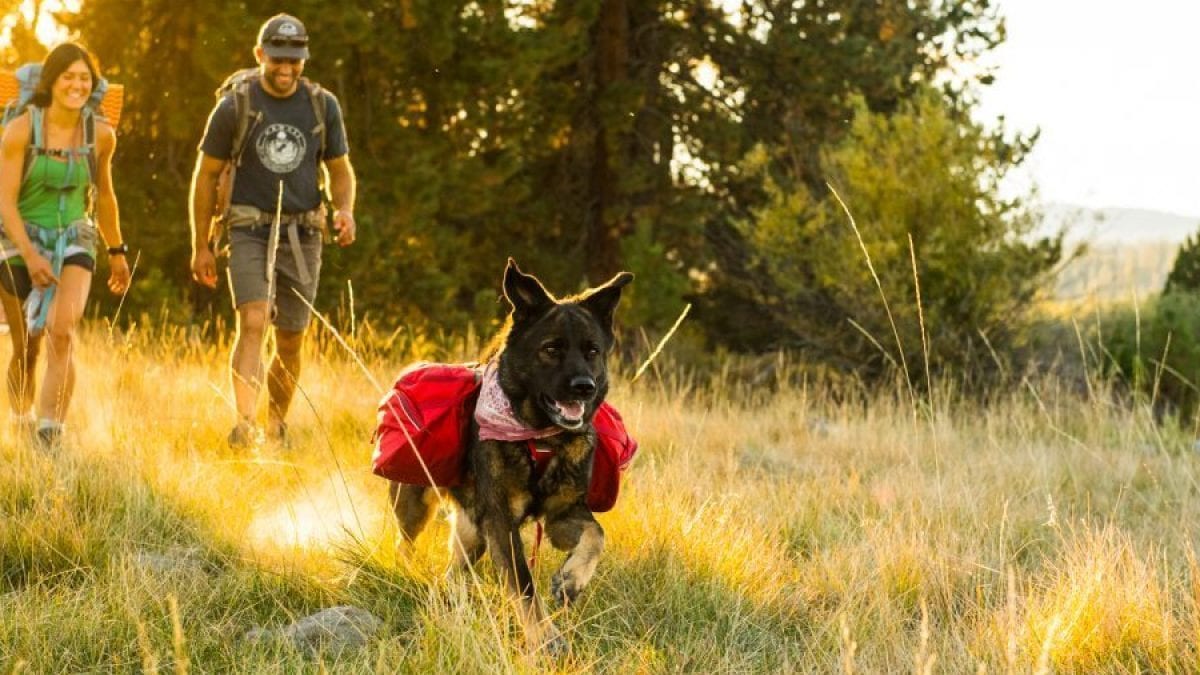 Tips Advice For Camping With Dogs Rei Co Op Journal Tips Advice For Camping With Dogs Rei Co Op Journal