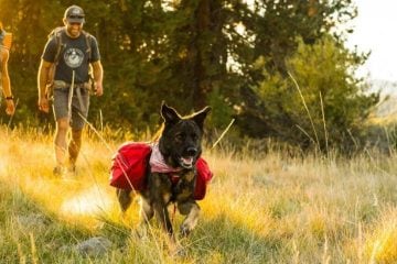 A Guide to Dog Allergies - Camping With Dogs