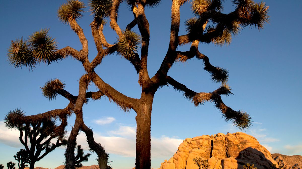 Joshua Tree National Park Backpacking Packing List Uncommon Path