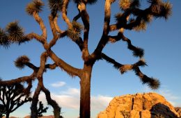 Joshua Tree National Park Backpacking Packing List