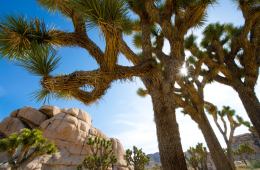 Joshua Tree National Park Visitor Guide