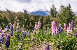 Glacier National Park Visitor Guide