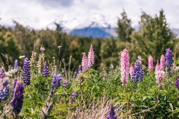 Glacier National Park Visitor Guide