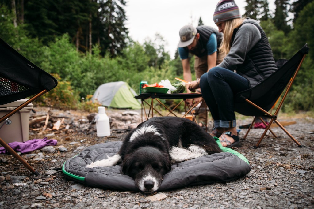 a dog hanging out at a campsite
