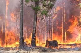 wildfire