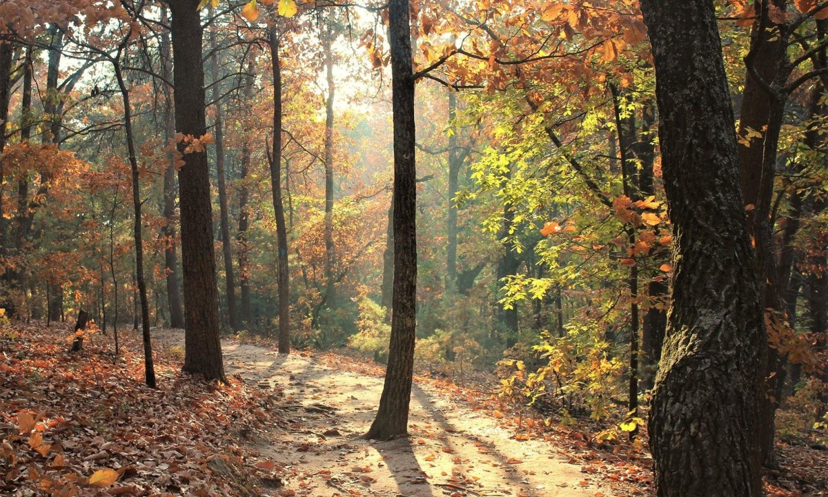 Sun filters through autumn leaves at Sawnee Mountain Preserve.