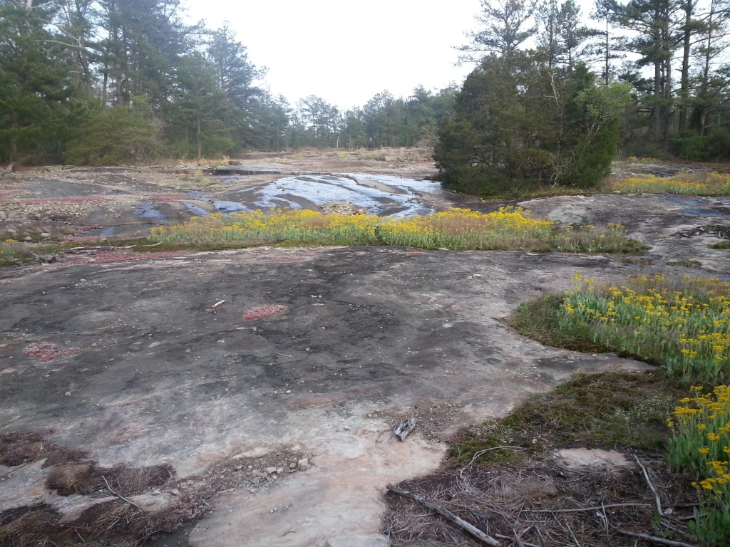 Lichen, wildflowers, and other plant life on a granite outcropping.