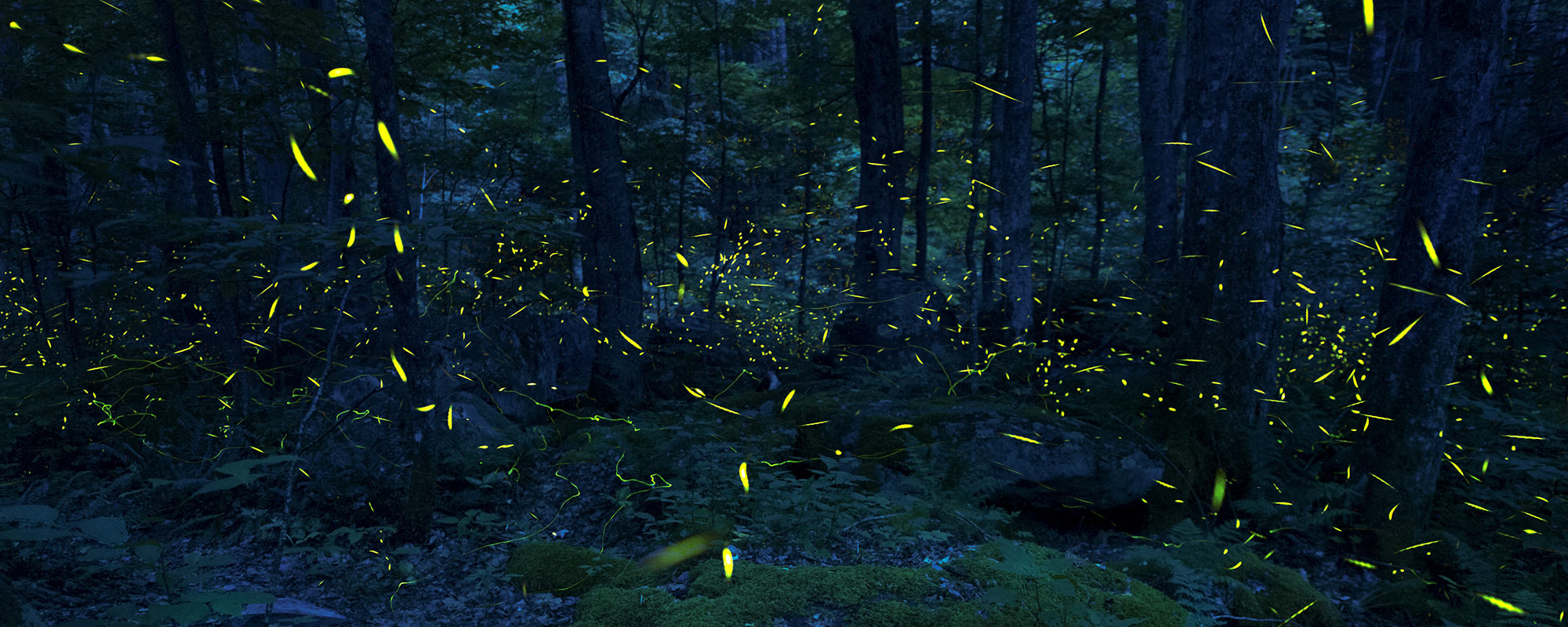 Rare Fireflies Mesmerize Thousands in North Carolina and Tennessee -  Uncommon Path – An REI Co-op Publication