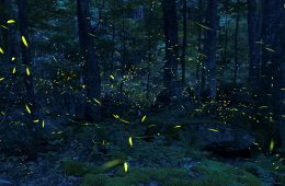 Synchronous Fireflies