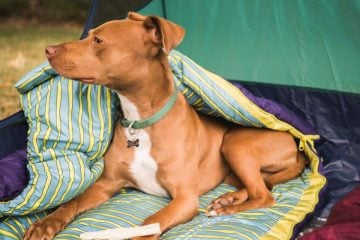 DIY: Dog Bed