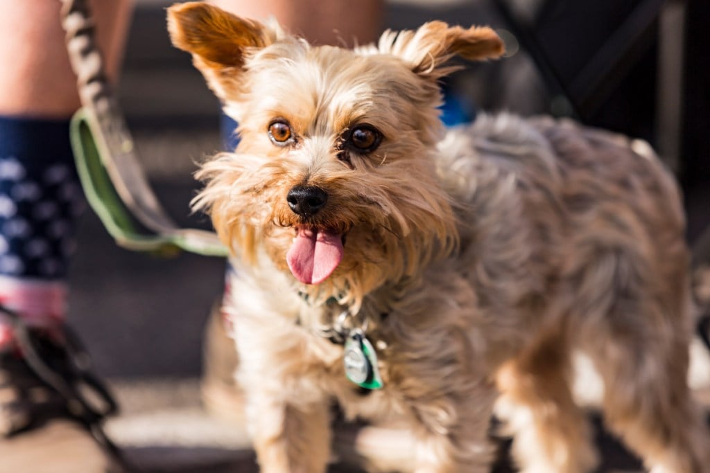 13. Doggy first aid