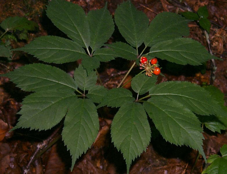 Ginseng 