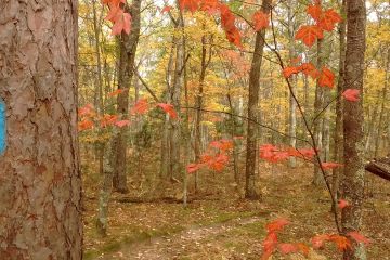 North Country Trail (NCT)