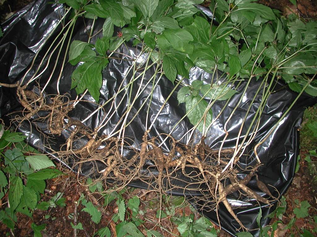 Ginseng
