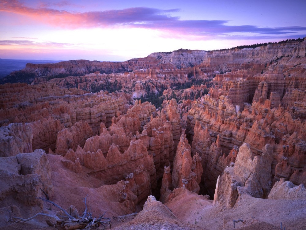 The soaring rock fins and centuries-old Douglas-fir trees of Wall Street at sunset. 