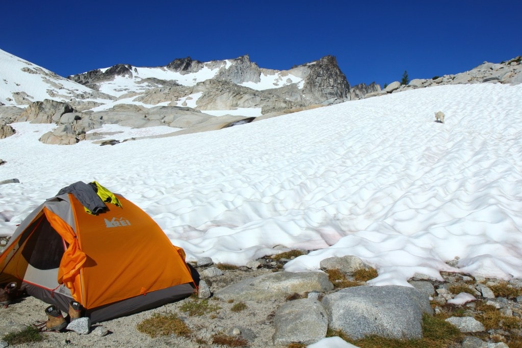 Goats in the Central Cascades