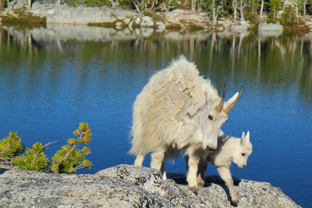 Two mountain goats in Olympic National Park