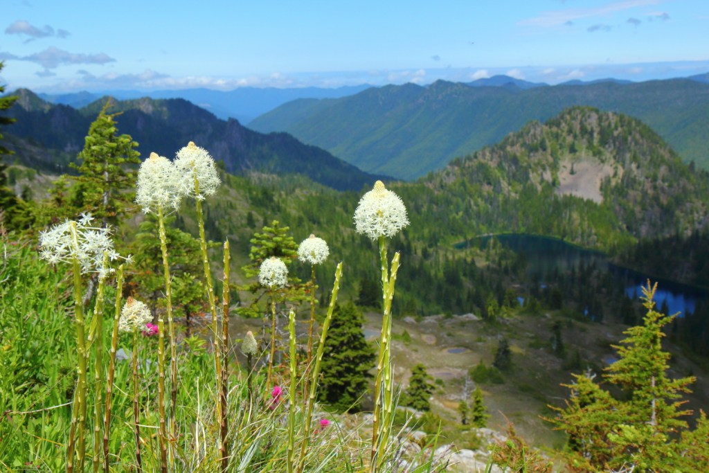 The High Divide - Seven Lakes Basin region in Olympic National Park, where recreationists and mountain goats interface.