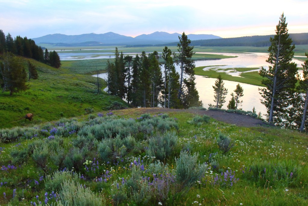 Elk grazing in TK. The population skyrocketed in the mid-1900s, following the removal of wolves from Yellowstone National Park. (Photo Credit: Gemina Garland-Lewis)