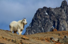 "You have an existential question, which is: To what extent do humans intervene in wilderness?" --David Lamfrom, director of NPCA’s National Wildlife Program. (Photo Credit: Gemina Garland-Lewis)