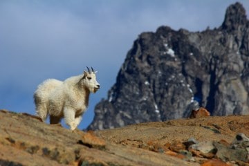 "You have an existential question, which is: To what extent do humans intervene in wilderness?" --David Lamfrom, director of NPCA’s National Wildlife Program. (Photo Credit: Gemina Garland-Lewis)