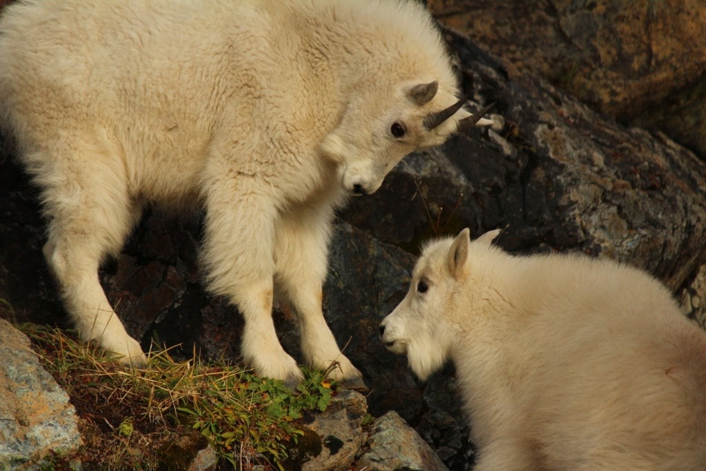 Mountain goats in their native Cascade Range. (Photo Credit: Gemina Garland-Lewis)